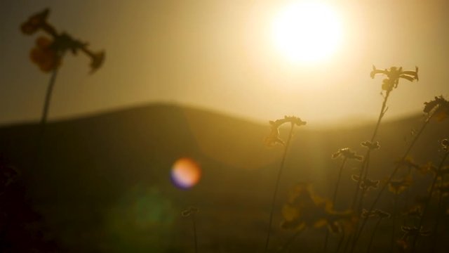 Atardecer Desierto Florido