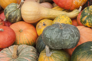 Obraz premium citrouilles et divers courges en décoration pour Halloween