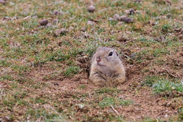 prairie dog (cynomys ludovicianus) sticking out from a burrow.