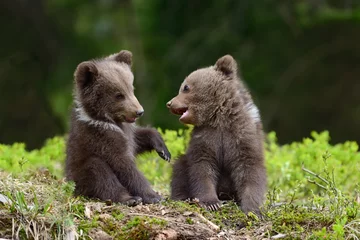 Fotobehang Brown bear cub © byrdyak
