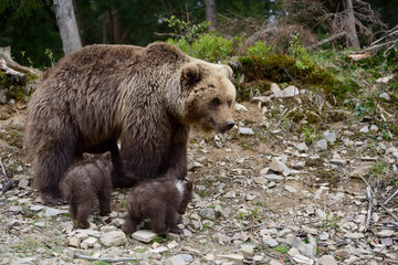 Obraz premium Brown bear cub