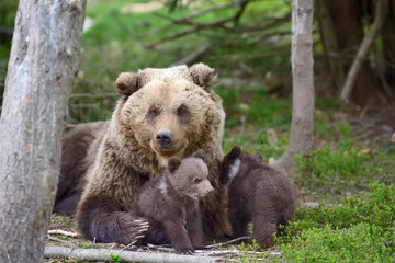 Naklejka na ściany i meble Brown bear and cub
