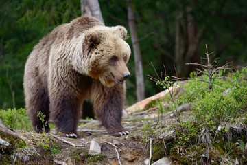 Obraz na płótnie Canvas Big brown bear in the forest