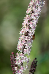Flower Cimicifuga simplex