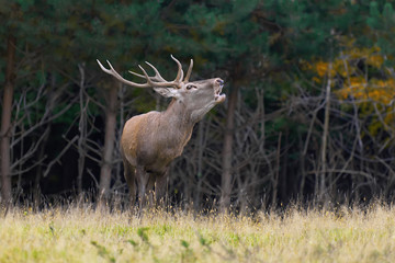 Red deer in mating season