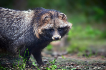 Naklejka premium Young wild raccoon