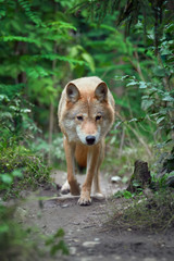 Wolf hunting in the forest