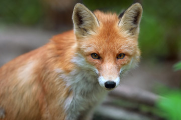 Obraz premium Portrait of a red fox (Vulpes vulpes)
