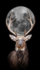 Fototapeta premium Deer with moon on dark background