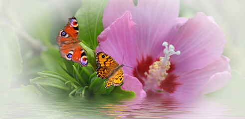 Banner mit Blüte und Schmetterlinge