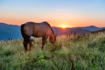 Fototapeta na wymiar Brown horse grazing on a field