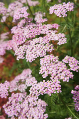 Achillea millefolium or yarrow pink flowers close up