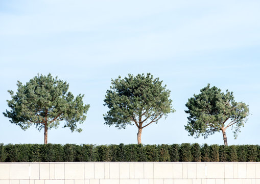 Coniferous trees on a blue sky