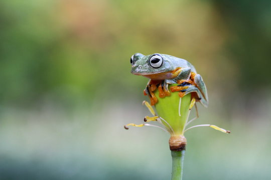 Tree frog, flying frog