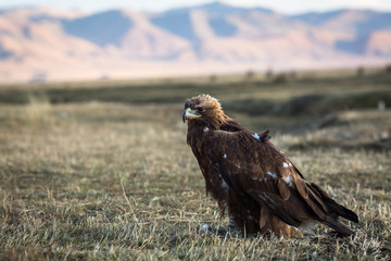 Young golden eagle sits on land in the Mongolian steppe.