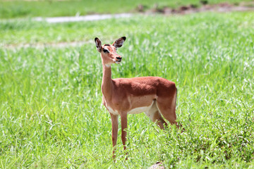 South Africa, Kruger National Park. In the natural environment there is springbok.