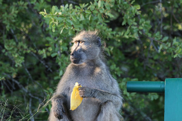 A monkey eats a banana. The photo was made in a kruger National Park in the South African republic.
