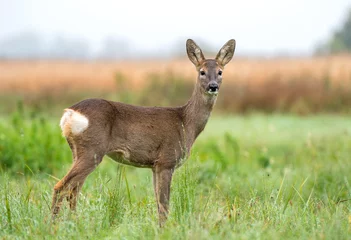 Acrylic prints Roe Wild roe deer in a field