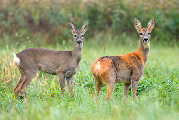 Naklejka na ściany i meble Two wild roe deers, first with winter fur and second still with partial summer fur