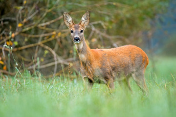 Naklejka na ściany i meble Wild roe deer in a field