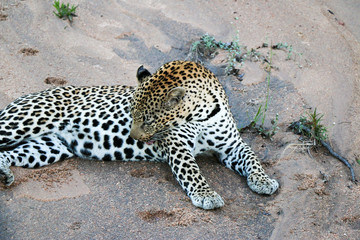 Leopard, a quick cat from Africa