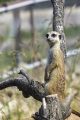 A family of meerkats got out of the hole early in the morning