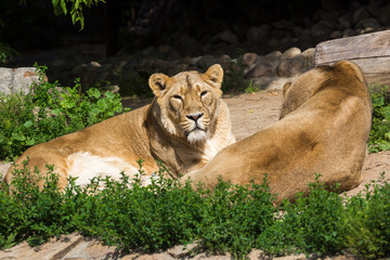 Naklejka na ściany i meble pride rests before the hunt, young male Asian lion and female