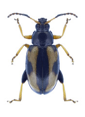 Beetle Phyllotreta ochripes on a white background