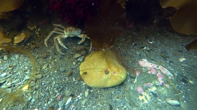 Crab hios underwater in search of food on seabed of Kara Sea Arctic Ocean. Unique macro video close up. Predators of marine life on background of pure and transparent clean clear water.