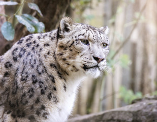 Naklejka na ściany i meble Snow leopard