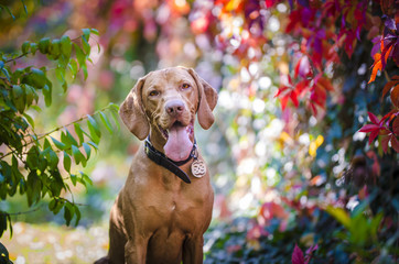 Portrait of hungarian hound pointer dog in autumn