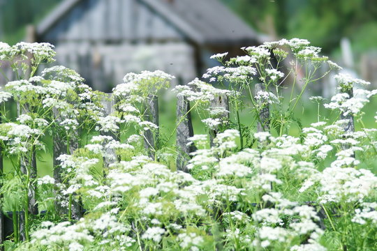 Сельский пейзаж с белыми цветами болиголова  на фоне забора и дома.