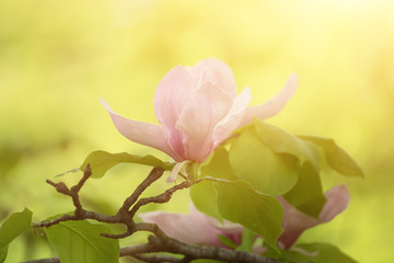 Blossoming of magnolia flowers in spring time, sunny floral background