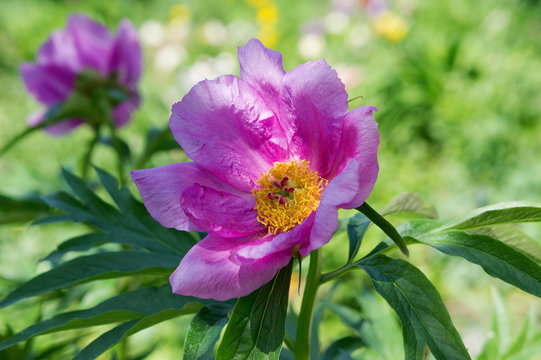 Цветок простого дикорастущего розового пиона "Марьин корень".
