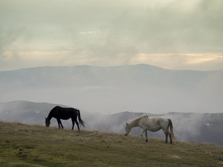 Two wild horses grazing grass on a mountain top