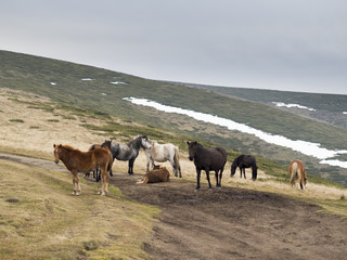 Obraz premium Wild horse herd in the mountain