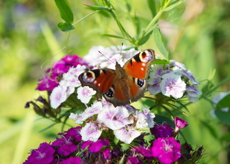Бабочка-крапивница сидит на белом цветке  турецкой гвоздики.