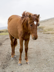Fototapeta premium Portrait of a brown horse in the nature