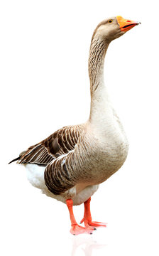 Closeup shot of big adult goose, isolated on white background