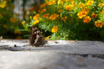Коричневая бабочка сидит на земле, на фоне оранжевых бархатцев.