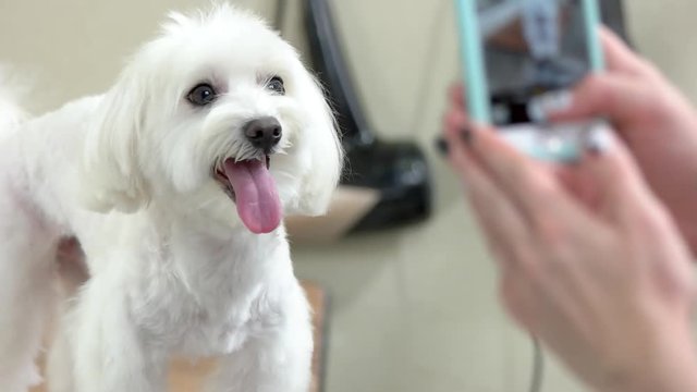 Hands taking photo of dog. Young beautiful white maltese. Pet blog content.