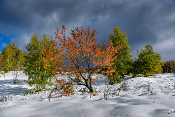 Nature phenomenon - snow in early Autumn - green and yellow leafs on the trees with deep snow on the ground - beautiful landscape 