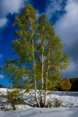 Nature phenomenon - snow in early Autumn - green and yellow leafs on the trees with deep snow on the ground - beautiful landscape 
