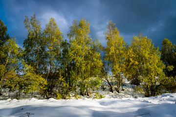 Nature phenomenon - snow in early Autumn - green and yellow leafs on the trees with deep snow on the ground - beautiful landscape 