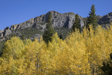 Aspen trees peaking with their yellow fall colors in Rocky Mountain National Park.