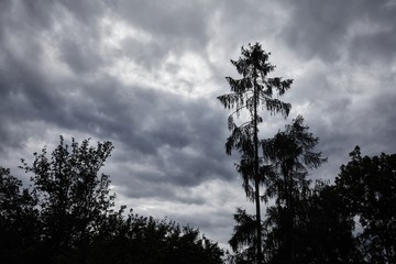 Trees against cloudy sky