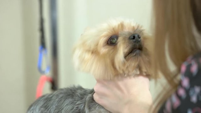 Cute york terrier getting haircut. Dog groomer using scissors.