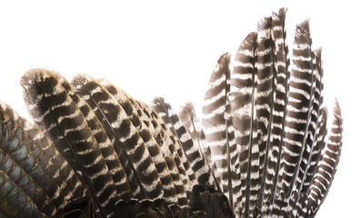 bird (turkey) wing with brown feathers closeup © Vera Kuttelvaserova