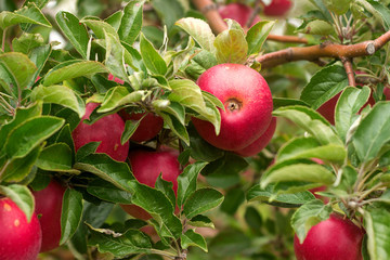 Ripe apples on the branches of a tree in the garden. Selective focus.