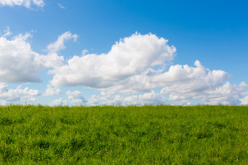 Fototapeta na wymiar Horizont zwischen blauem Himmel und grüner Wiese